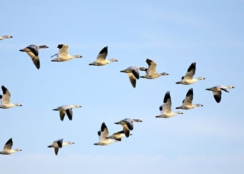 discovery of new migration patterns of australian bird species 137503