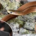 discovery of new snake species on himalayas named after actor leonardo dicaprio 137527