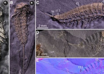 discovery of organism as gold flower after 450 million years 137582