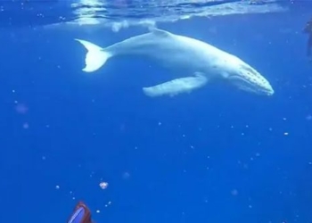 discovery of rare white whale in tonga 136456