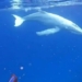 discovery of rare white whale in tonga 136456