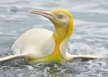 discovery of rare yellow breasted bird hard to find 111129