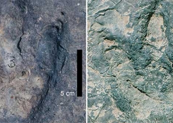 discovery of similar dinosaur footprints at two sites in the western sea coast 136431