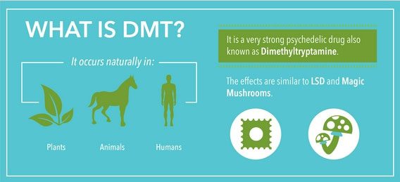 DMT in the natural world.