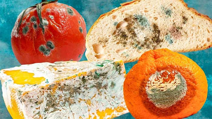 Small spots of mold on food can be harmful to those who consume them