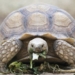 do you know the survival of turtles in winter through their hibernation