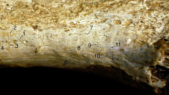 11 marks on the fossilized bone