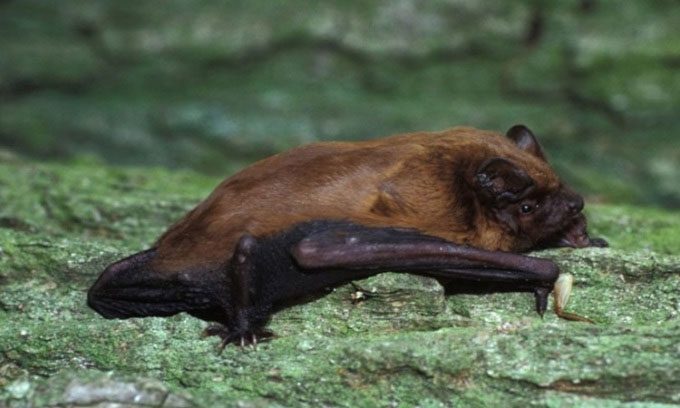  Nyctalus noctula is one of the hibernating bat species.