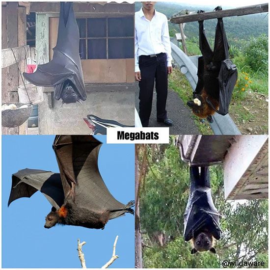 Giant Fruit Bat