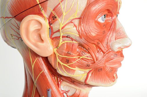 The eye muscle is the fastest and most sensitive muscle group in the body.