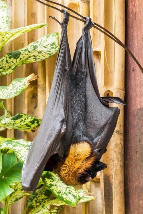 Golden-crowned bat