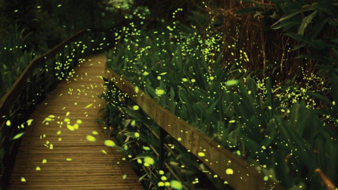 The light emitted by fireflies does not emit as much heat as electric lights.