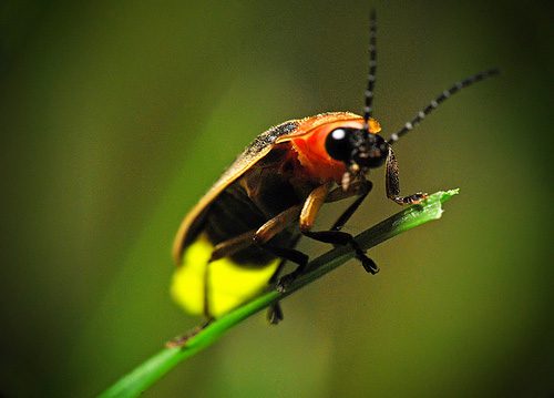 What is the purpose of fireflies glowing?