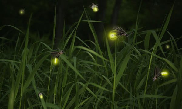 What is the purpose of fireflies glowing?