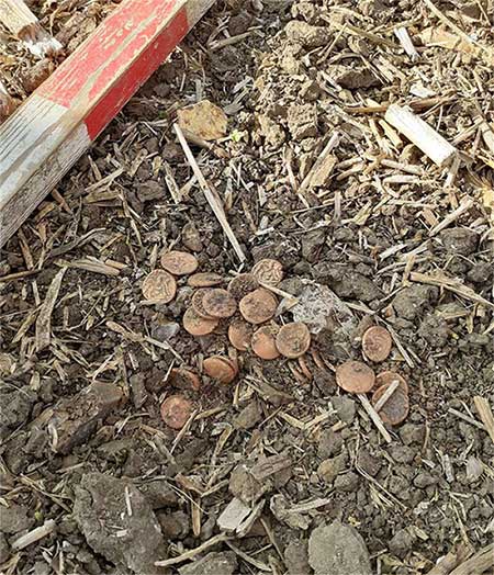 Coins found in a newly plowed field.