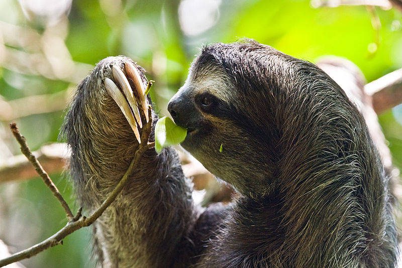 Three-Toed Sloth