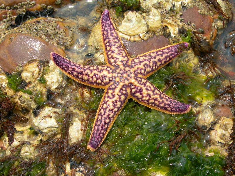 Starfish