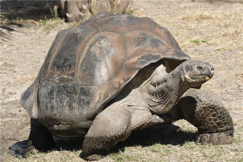 Giant Tortoise