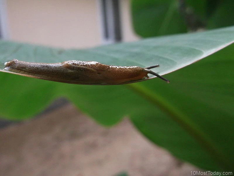 Slug