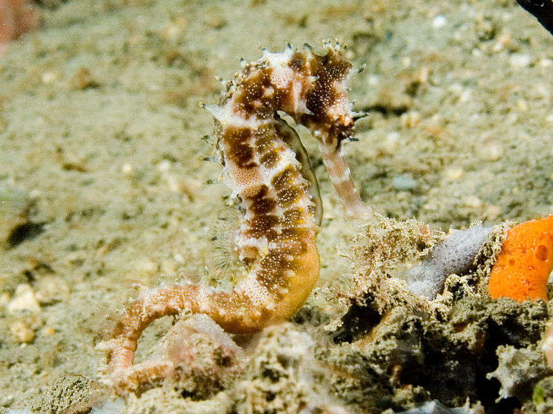 Seahorse