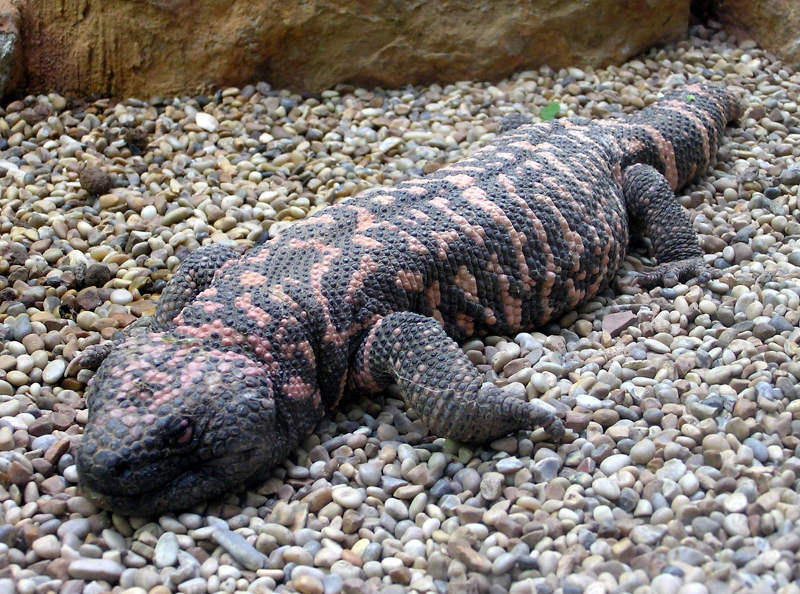 Gila Monster