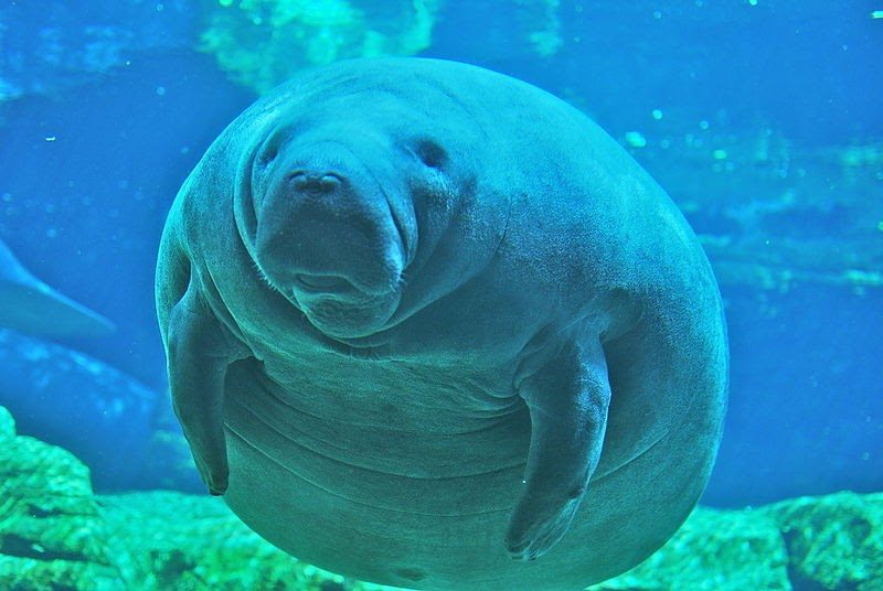 Manatee