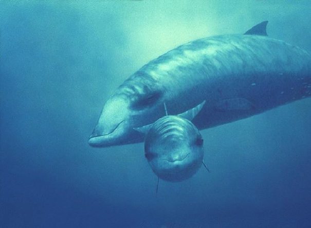 Cuvier's Beaked Whale