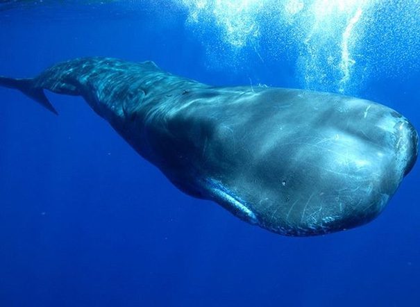 Sperm Whale