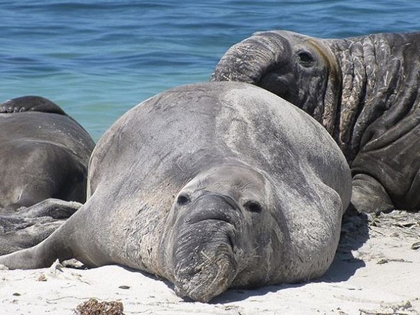 Northern Elephant Seals basking on the beach