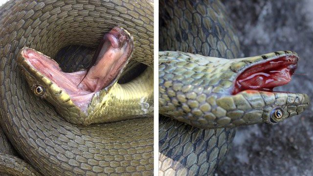 Hognose snakes feigning death.