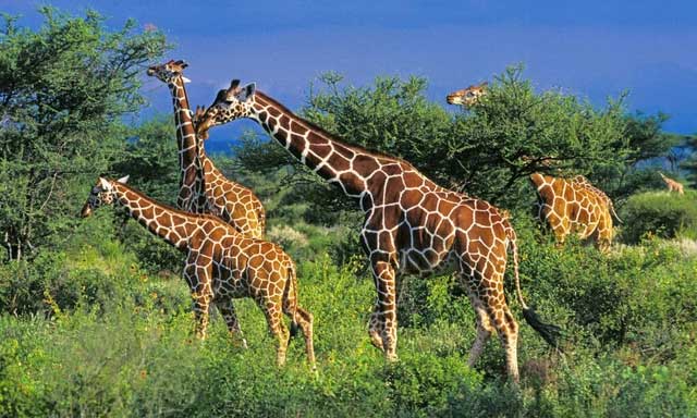 Many species in the African savanna are aggressive.