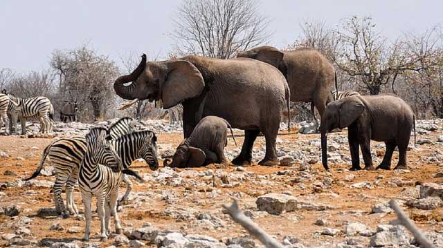 Accessing and domesticating animals in Africa is extremely dangerous.