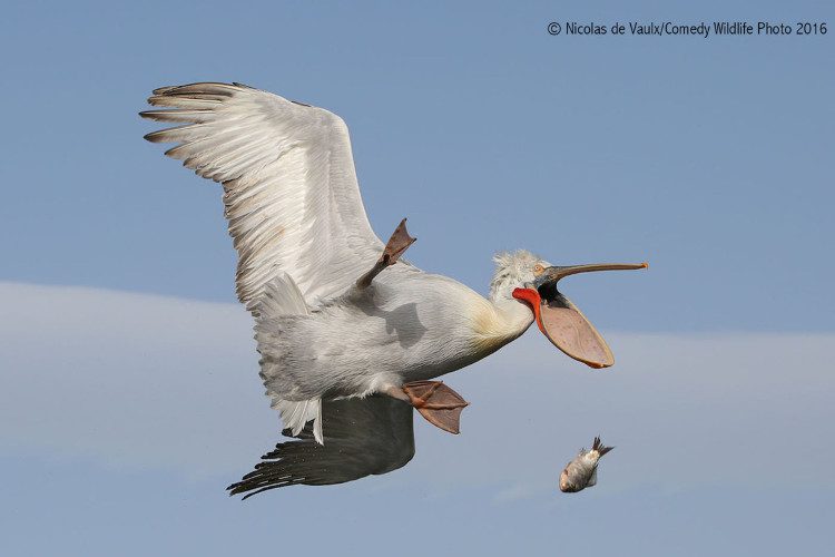 The pelican looks regretful as the food slipped from its mouth.