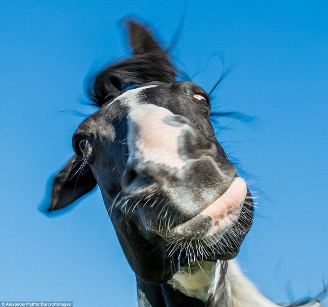 The coolest horse on the planet.