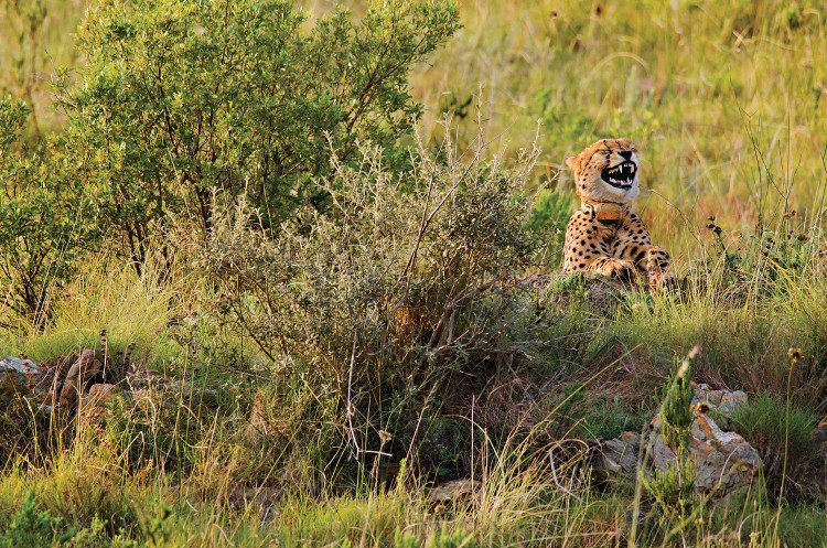 The South African spotted leopard laughing heartily.