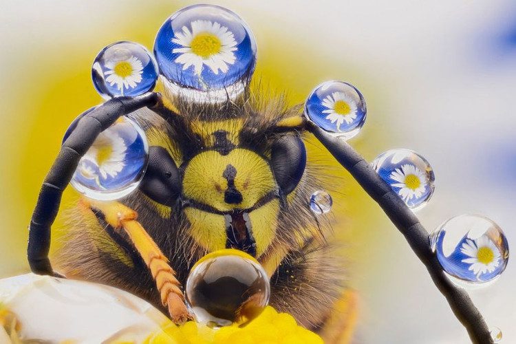 The vibrant queen bee.