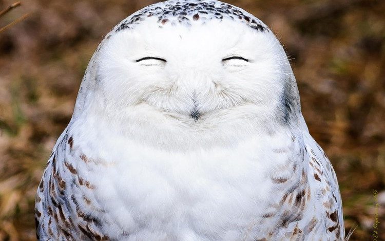 What’s so funny that our snowy owl is grinning like that?