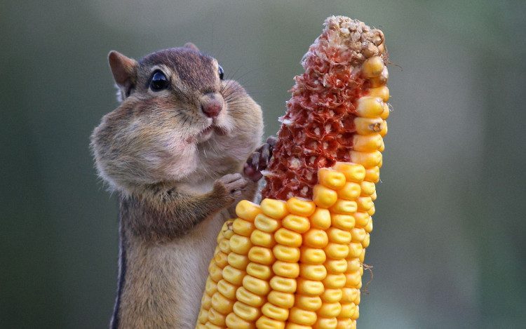 The chestnut season is over, time to nibble on corn.