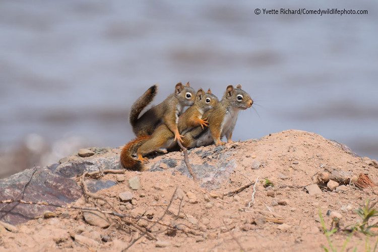 Siblings, a delightful duo.