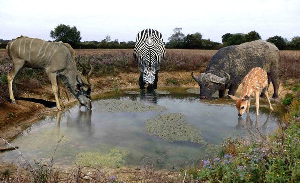 Animals and water