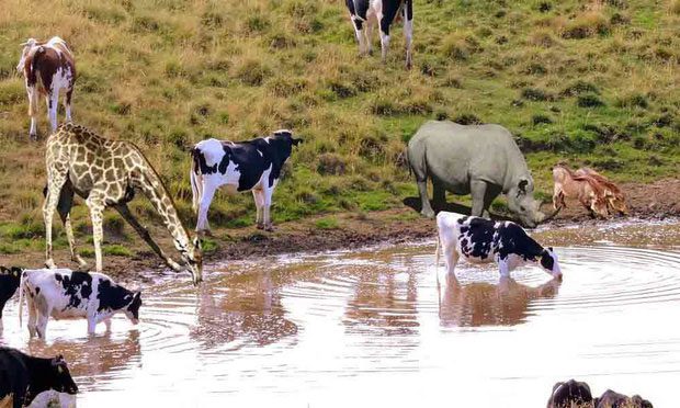 Wild animals drinking dirty water daily