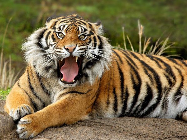 Listing 12 animals with the most powerful bites in the natural world