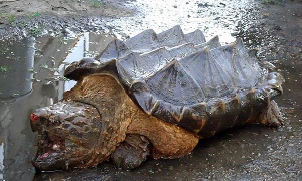 Listing 12 animals with the most powerful bites in the natural world