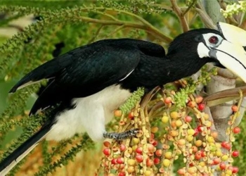 drinking coffee in thu duc discovered rare white bellied eagle flying 136525