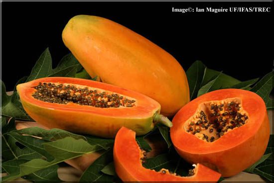 Papaya is a fiber-rich fruit that helps reduce blood fat.