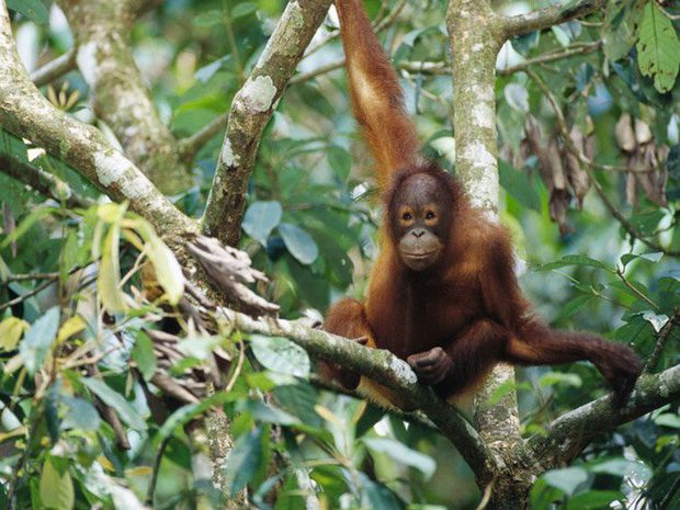 Bornean Orangutan