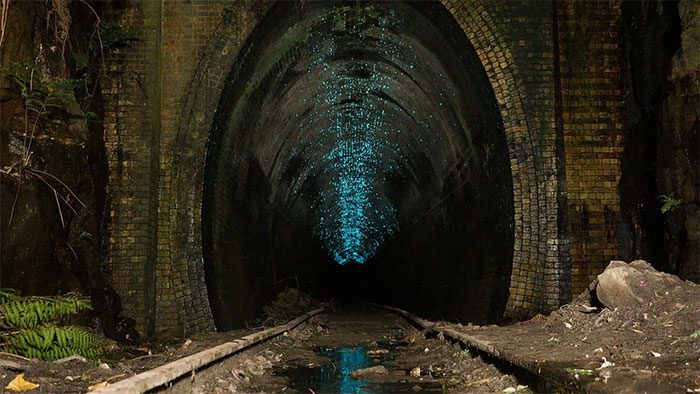 Glowworm Tunnel, Australia