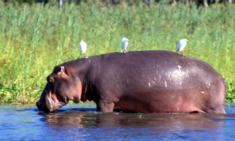 Did you know that hippo milk is pink?