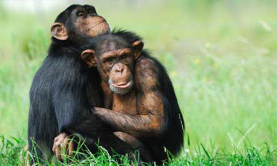 Chimpanzees