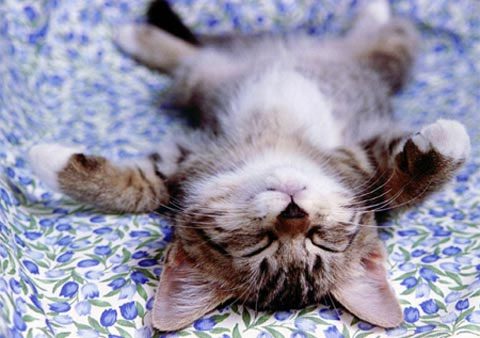 Kittens sleep a lot to release growth hormones.